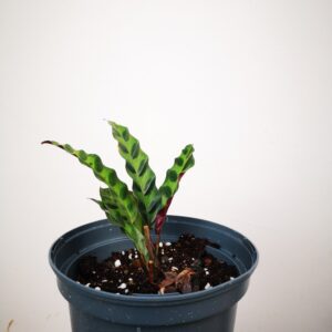calathea rattlesnake