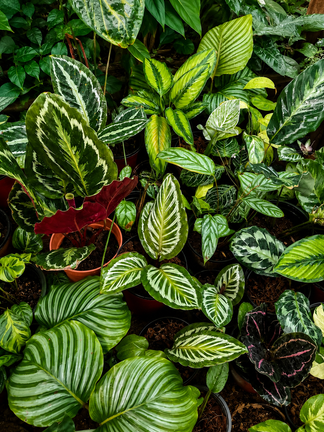 multi plante