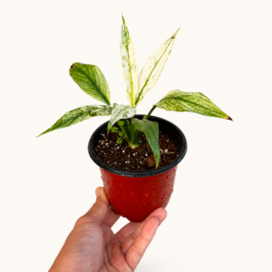 Mini cobra variegata